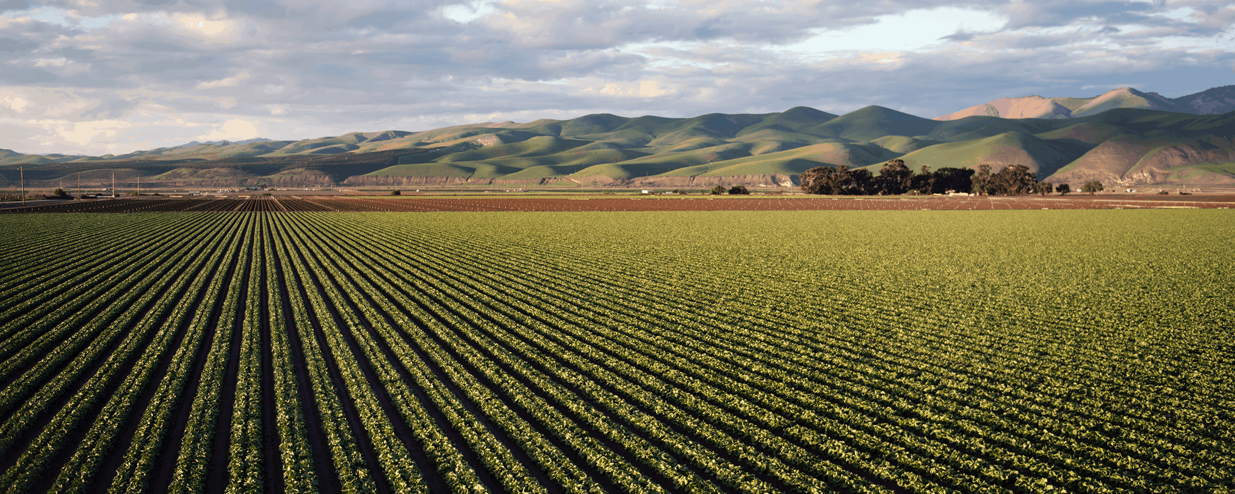 Creating Renewable Energy & Healthy Soils - Bioenergy DevCo